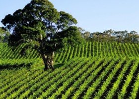 Vineyard Vineyard